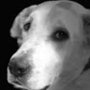 Meet your Posher, Talon